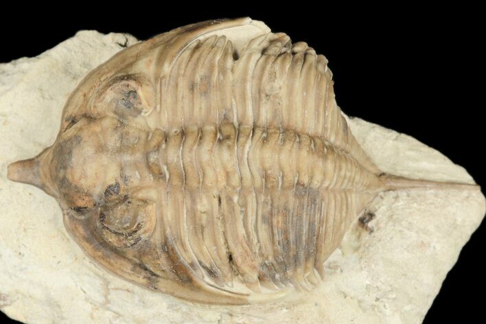 Bargain, Huntonia Lingulifer Trilobite - Oklahoma #188863